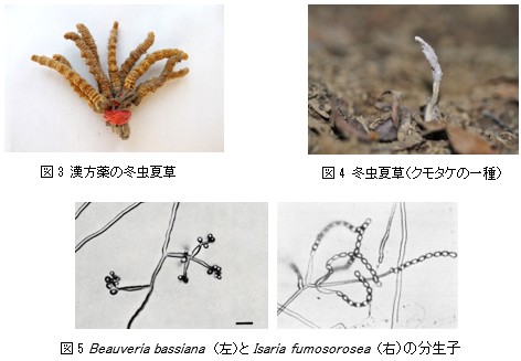 微生物的防除のはなし