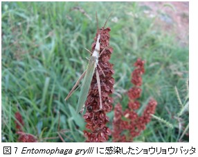 微生物的防除のはなし