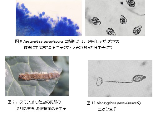 微生物的防除のはなし