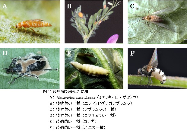 微生物的防除のはなし