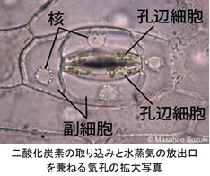 新しい農業と「バイオスティミュラント」の必要性について（4）