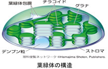 新しい農業と「バイオスティミュラント」の必要性について（4）