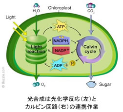 新しい農業と「バイオスティミュラント」の必要性について（4）