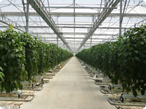 光、二酸化炭素、温度、水が科学的に管理された先進的な施設栽培