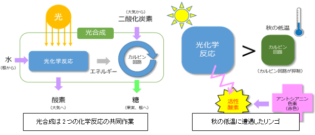 新しい農業と「バイオスティミュラント」の必要性について（5）