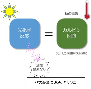 温暖化でリンゴが色づかない訳