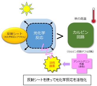 決め手は光化学反応とカルビン回路のバランス