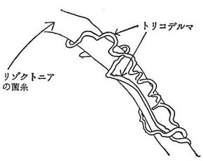 図1.　糸状菌同士の拮抗