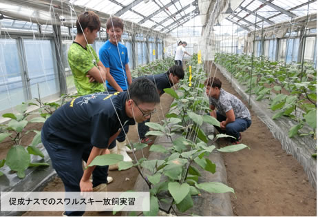 熊本県立農業大学校での天敵利用実践学習事例
