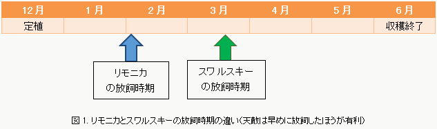 半促成栽培における 「リモニカ」 の使い方