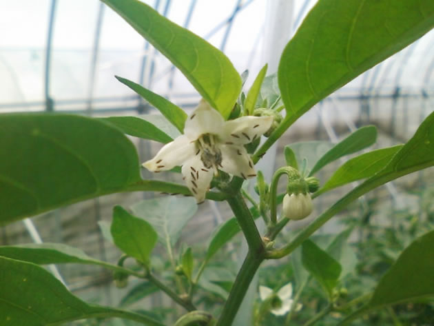写真1. シシトウの花の中のヒラズハナアザミウマ