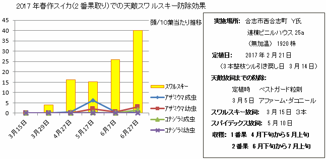 今春のスイカ栽培にスワルスキーを！2018年春作における、スワルスキーを導入した生産者アンケートの結果発表！！