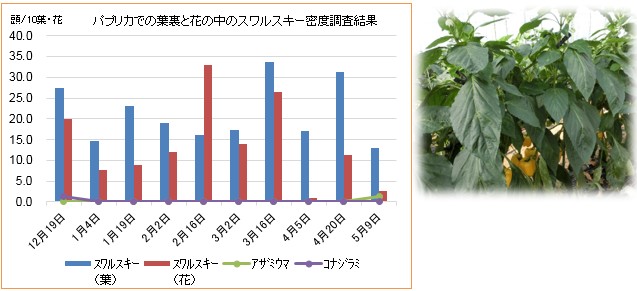 天敵利用・素朴なＱ＆Ａ 熊本の現場での天敵談義よりアドバイス事例教えます