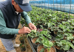 5月の親株、すでにハダニが寄生し定植時にはスーパーハダニに！！毛糸の目印をつけて確認。