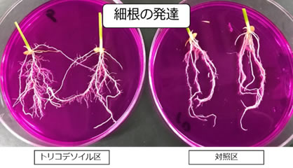 （4） 発根促進と植物根圏の強化