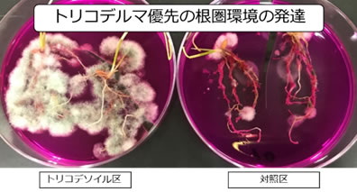 トリコデルマ菌の植物根への定着