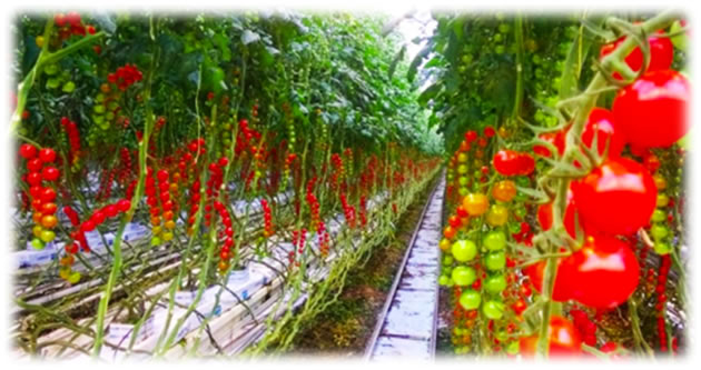 ＜海外コラム＞中国での生物農薬の状況について
