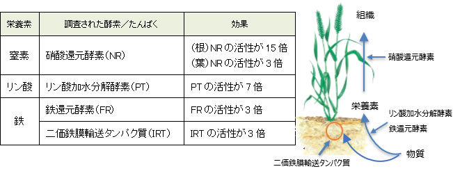 Nutrition enhancersとしての「GA142」の効果