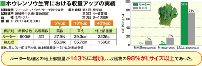 ホウレンソウの栽培試験