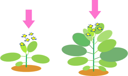 作物の大きさと天敵放飼のイメージ