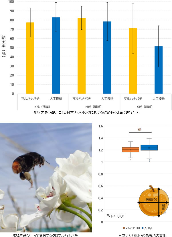 バラ科果樹におけるクロマルハナバチの利用