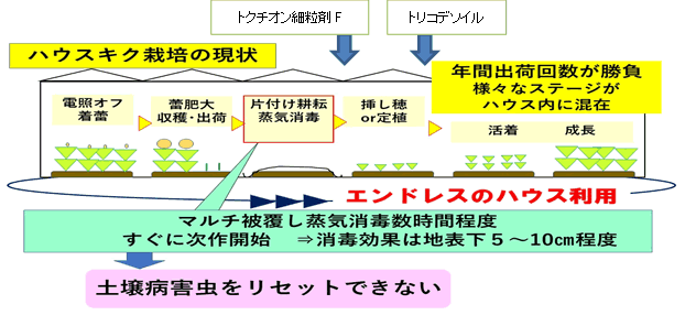 キクフザリウム立枯病圃場における総合的作物管理（ICM）の提案