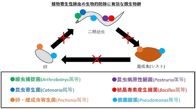 図1　植物寄生性線虫の生物的防除に有効な微生物群　（Toplovi?ら，2020を改変）