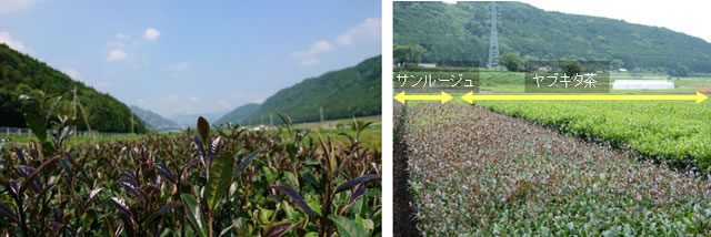 JGAP仕上げ茶認証に基づく　希少新品種 「サンルージュ」 について