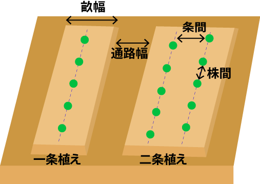 一条植えと二条植えの違い