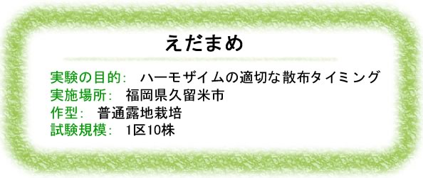 ハーモザイム実験レポート　えだまめ（品種：湯あがり娘）　福岡県久留米市