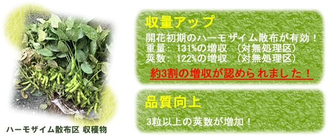 ハーモザイム　収量アップと品質向上　えだまめ