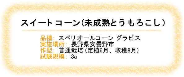 スイートコーン（未成熟とうもろこし）長野県安曇野市、品種：スペリオールコーン　グラビス