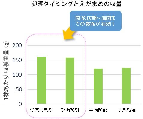 ハーモザイム処理タイミングとえだまめの収量