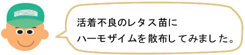 加工用レタス　ハーモザイム農家レポート