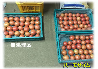 ハーモザイム　トマト　赤採りトマト「みそら」　大分県玖珠郡九重町