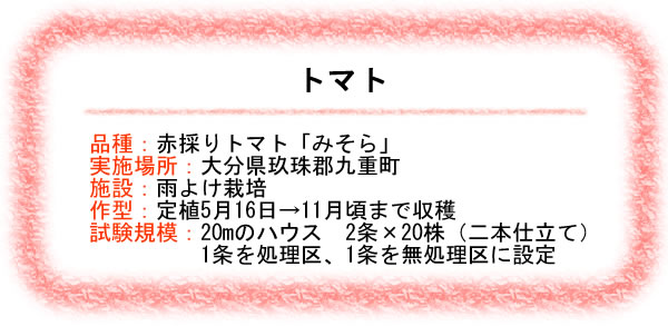 ハーモザイム　トマト　赤採りトマト「みそら」　大分県玖珠郡九重町