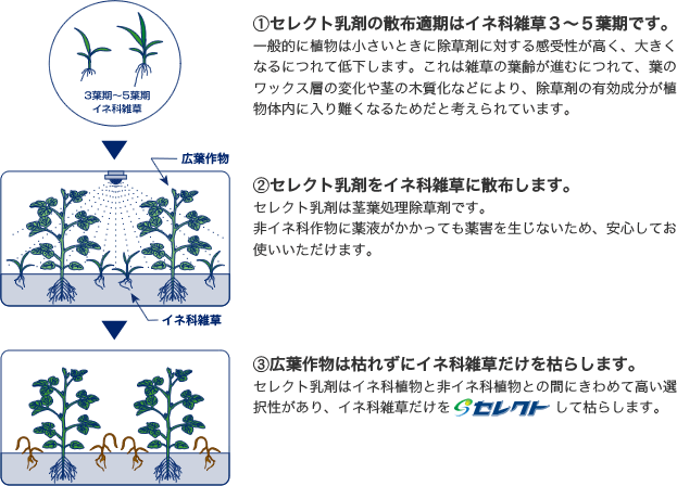 散布タイミング〜上手にお使いいただくために〜