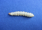 コカクモンハマキ幼虫